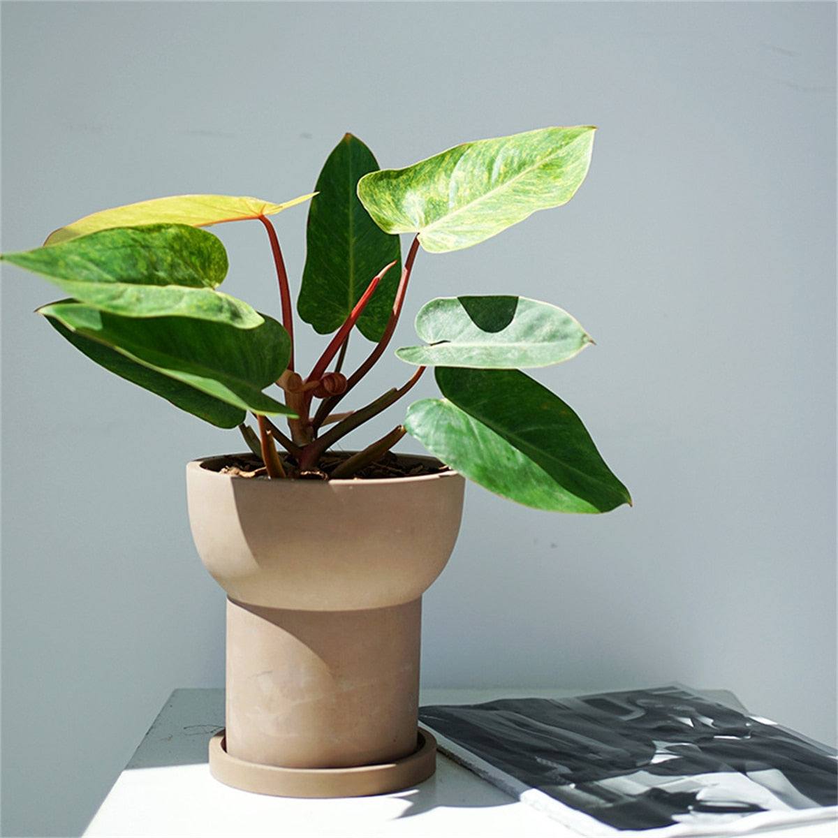 Cement Flower Pot with Tray