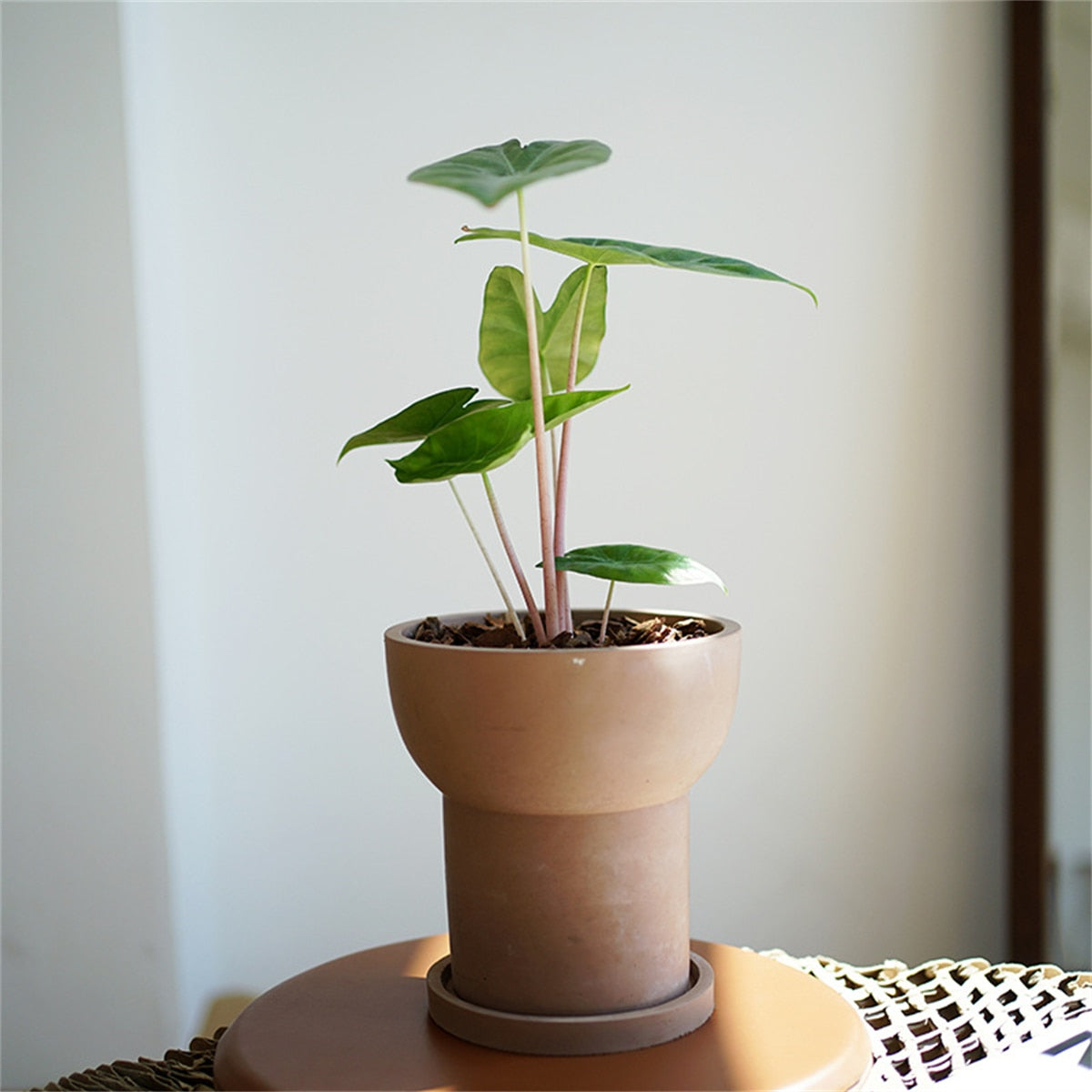 Cement Flower Pot with Tray
